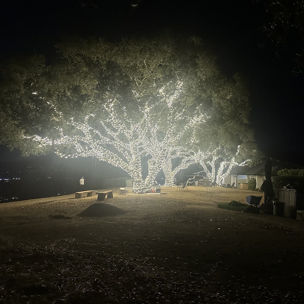 marin holiday tree lights